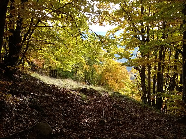 Faggeta autunnale nel territorio della Duchessa
