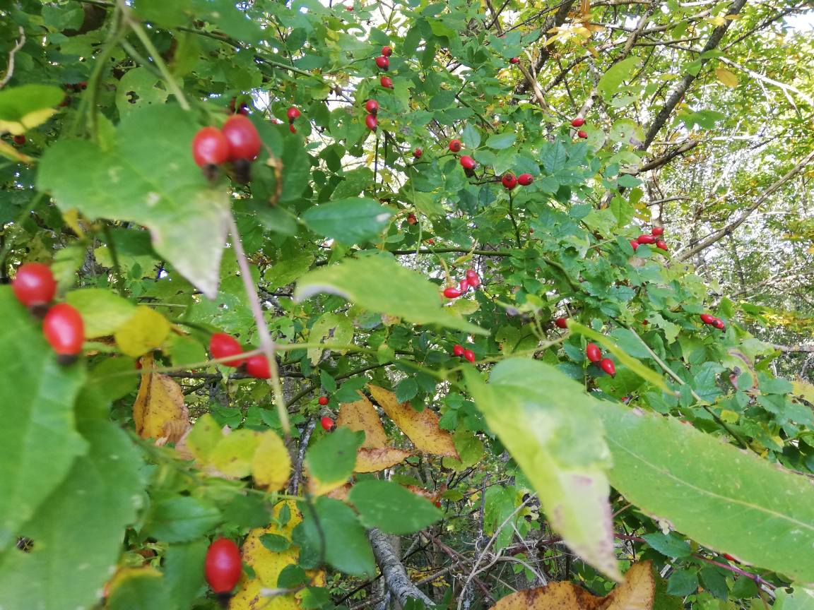 Bacche e vegetazione spontanea nei percorsi naturali vicino a Villerose