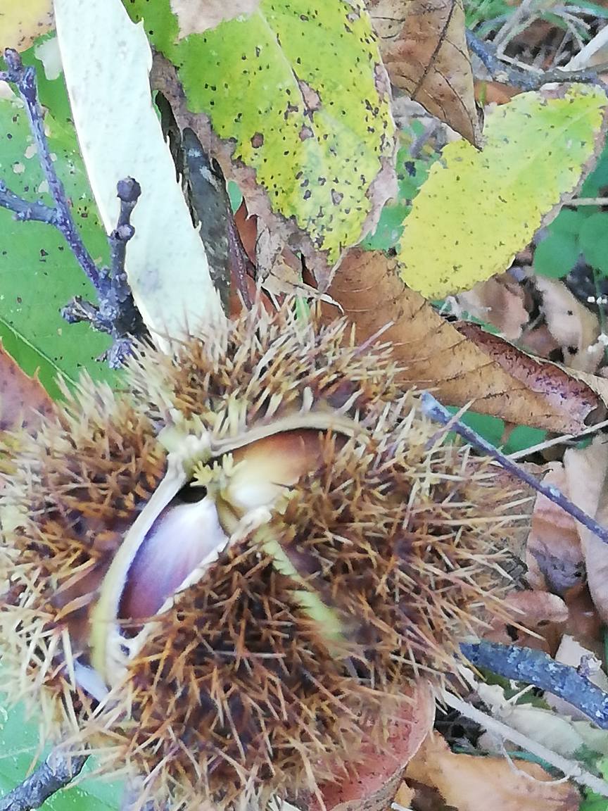 Castagne nel sottobosco del territorio di Villerose